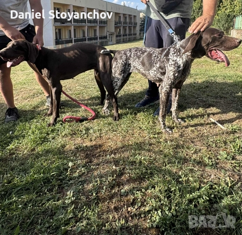 Чистокръвни курцхаари , снимка 10 - Курцхаар - 52946830