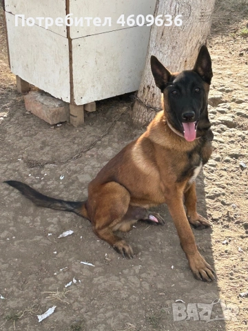 Куче Белгиска овчарка на 6 месеца, снимка 1