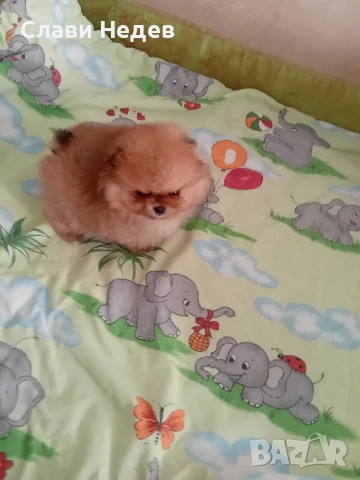 померанче мъжко мини , снимка 3 - Померан - 53081119