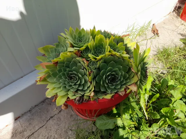 Планинска роза,Алпийска роза,Дебела Мара,Дебелец, Бабино ухо, Семпервивум , снимка 10 - Градински цветя и растения - 41711239