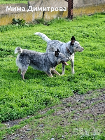 Продавам Кеталдог, снимка 11 - Други - 52574446