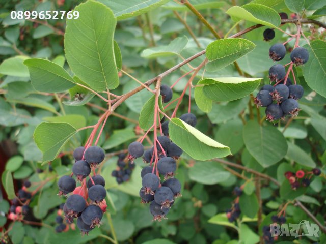 Аменлахиер канадиес