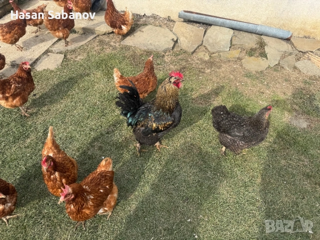 Пресни домашни яйца от щастливи кокошки, снимка 2 - Кокошки и пуйки - 53936872