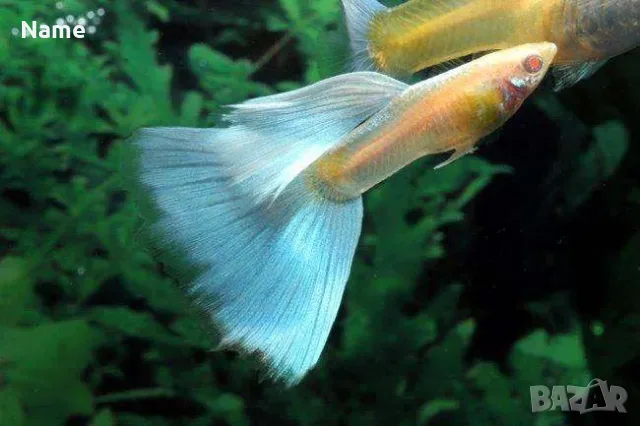 Гупи Синя Московска и Albino Blue Topaz, снимка 2 - Рибки - 55796441