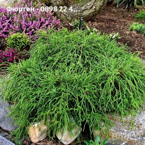 Лъжекипарис Нана – Chamaecyparis Filifera Nana, снимка 3 - Разсади - 52714380