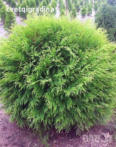 Thuja Little Champion (Туя Малък шампион), снимка 3 - Градински цветя и растения - 37523117