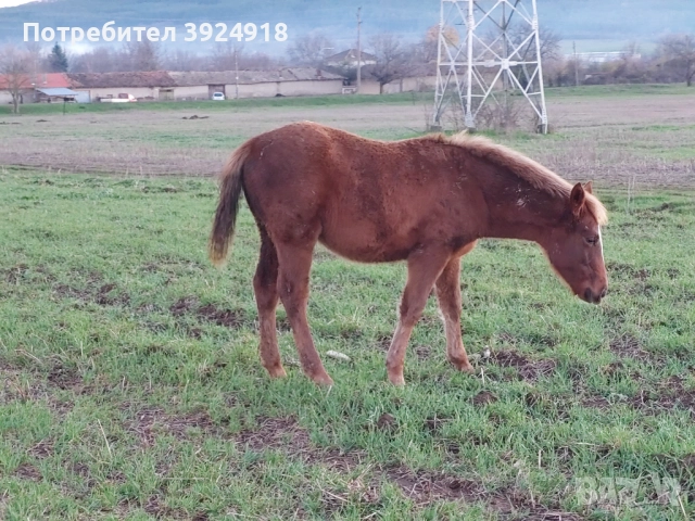 Продавам Конче на 8 месеца , снимка 6 - Коне - 52810797