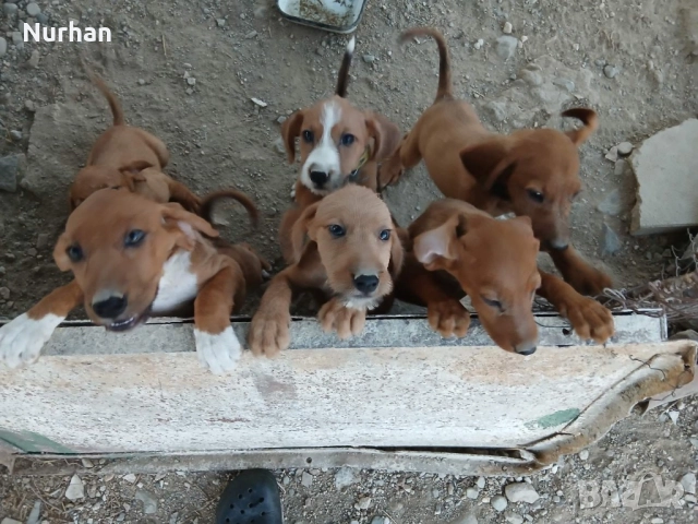 Български барак 