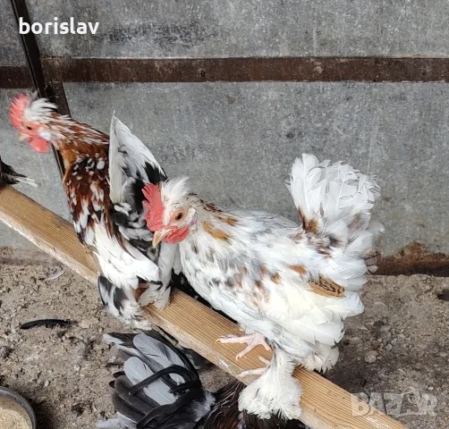 продавам петлета бреговска джинка. , снимка 2 - Кокошки и пуйки - 56193463