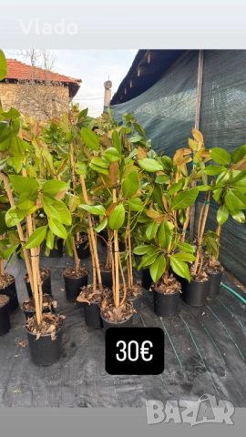 Магнолия Грандифлора(Grandiflora) - вечнозелена, снимка 8 - Градински цветя и растения - 54015708