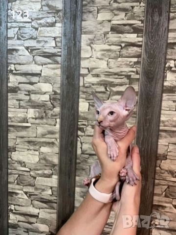 канадски сфинкс- рядка възможност за ценители на породата !, снимка 3 - Сфинксове - 50775667