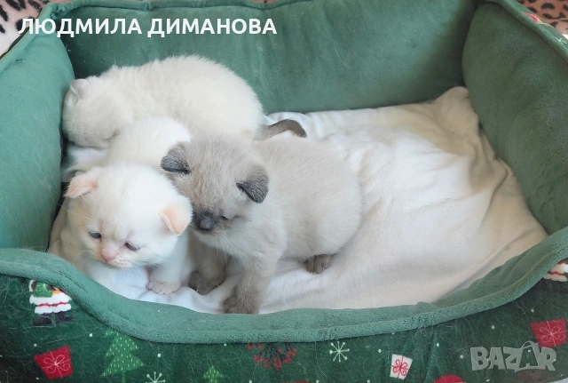 Шотландски мъжки със сини очи. , снимка 5 - Британска късокосместа - 54172287