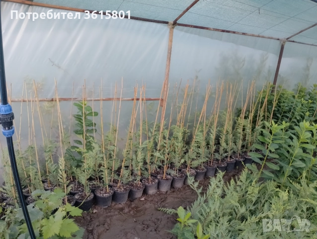 лавровишна 4лв,  лейланди 5лв, снимка 5 - Други стоки за дома - 51589874