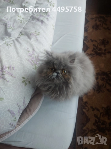 Персийски котенца, снимка 6 - Персийска - 51754390