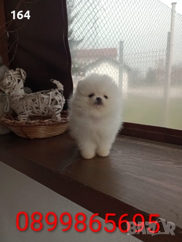 Чисто бели мини Померани. Реални снимки 21.03.26, снимка 7 - Померан - 53877287