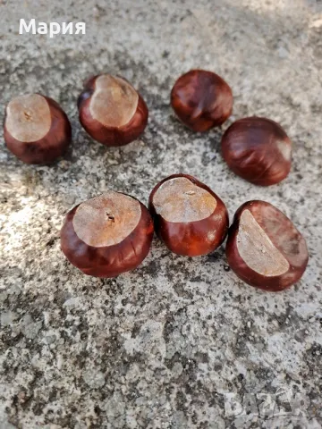 За декорация или лекарство, снимка 1