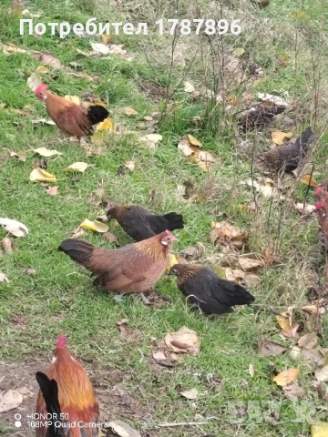 Продавам декоративни кокошки , снимка 11 - други­ - 52547741
