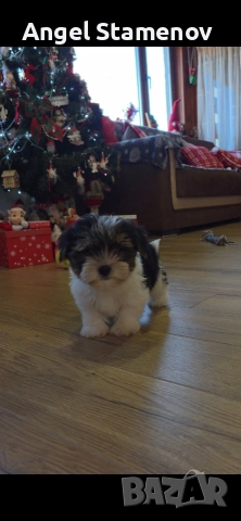 Йорки бивер териер,две момченца!, снимка 5 - Йоркширски териер - 52850201