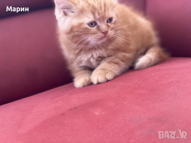 Шотландки котки, снимка 6 - Британска късокосместа - 56245491