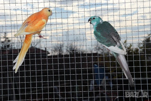 Работещи двойки Пойни Папагали , снимка 16 - Папагали - 50786813
