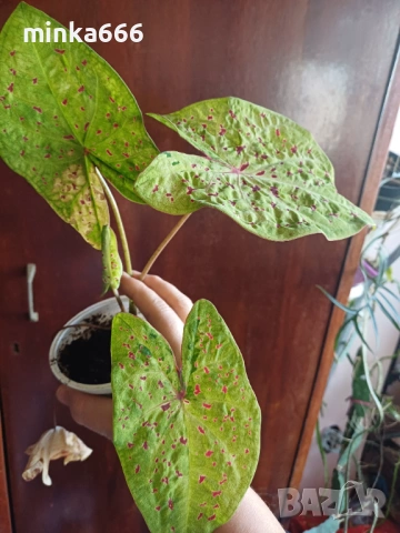 Калидиум., снимка 3 - Стайни растения - 54314548