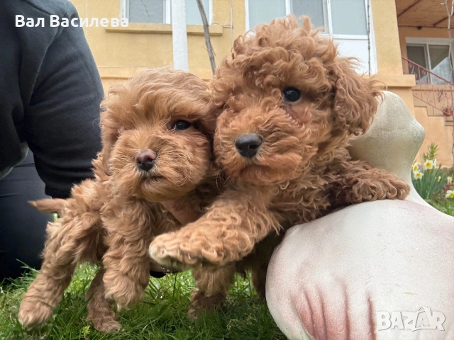 Той пудел / Toy poodle, снимка 2 - Пудели - 54183822