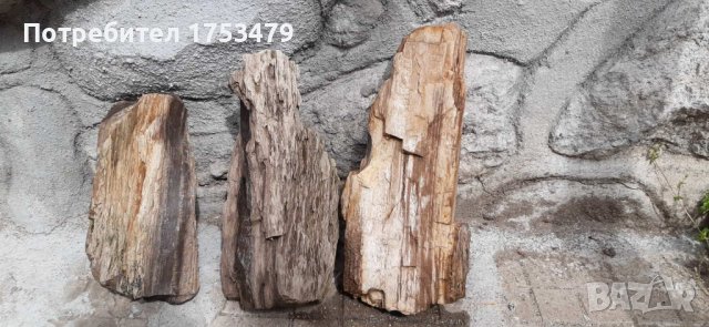 Вкаменено дърво,камено дърво