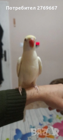 Малък Александър