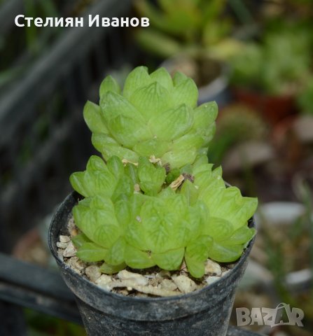 Хавортия (Haworthia cymbiformis var. obtusa) с много детки, снимка 1 - Стайни растения - 37398729