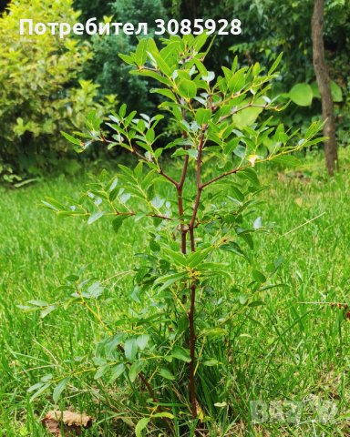  Фиданки Хинап на гол корен- декоративно дърво с екзотични, лековити плодове, снимка 5 - Градински цветя и растения - 38133979