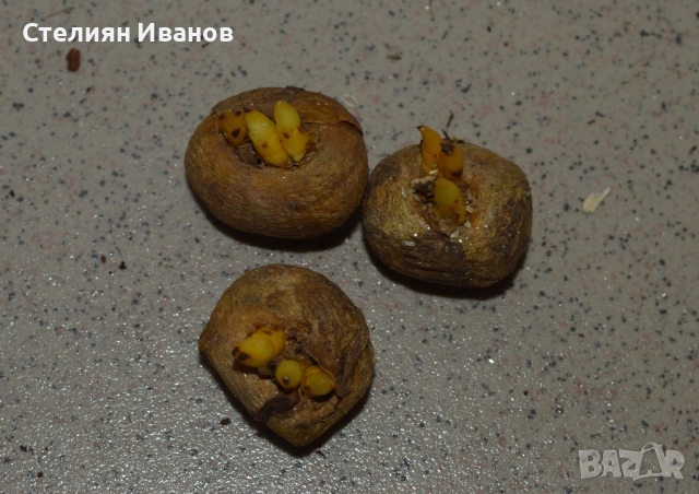 Коридалис, плътногрудеста лисичина (Corydalis solida) – грудки, снимка 3 - Сортови семена и луковици - 52371826