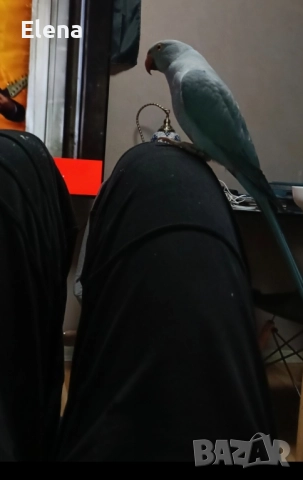Папагал Александър, снимка 5 - Папагали - 52860891