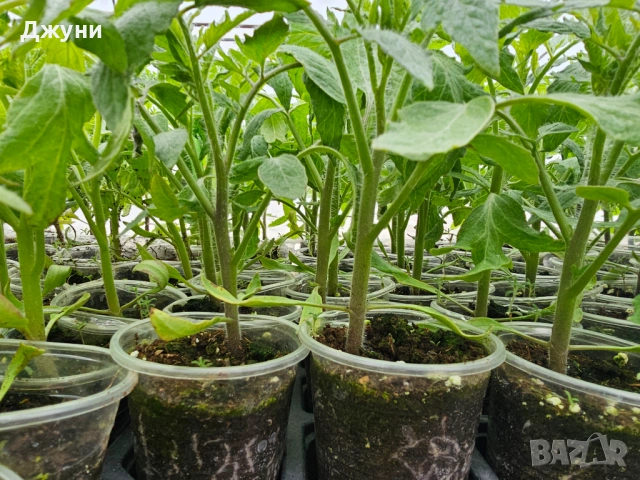 Разсад домати , снимка 2 - Разсади - 53927360