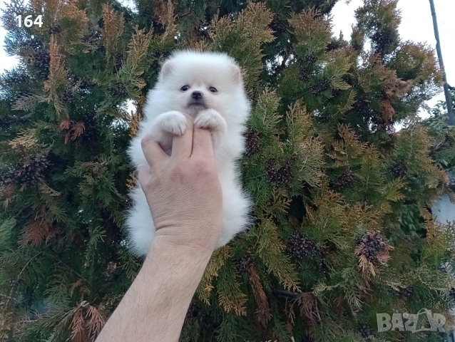 Женски Померан. Реални снимки от 22.12.25 год. , снимка 3 - Померан - 52875180
