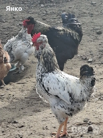 Петли, снимка 8 - Кокошки и пуйки - 54186401