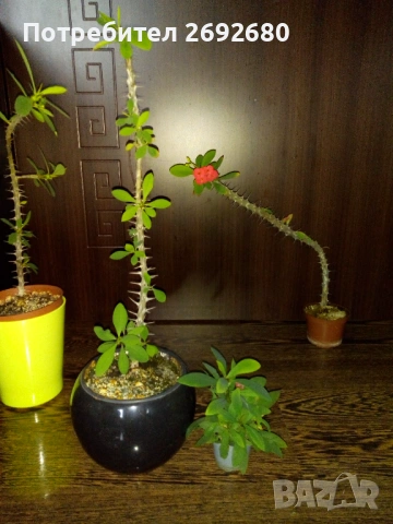 Христов венец/Исусов венец/цени в описанието 