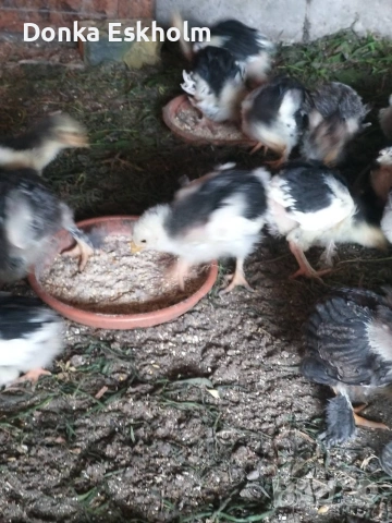 Пилета ,, Брама XX "" , снимка 3 - Кокошки и пуйки - 54316021