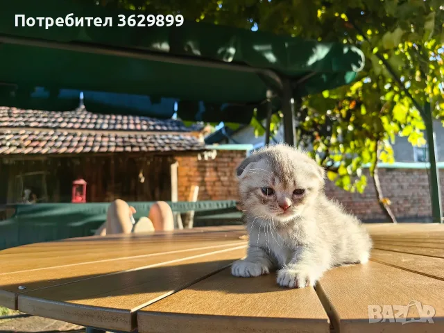правоухи и клепоухи шотландски котета