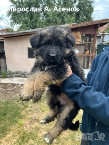 Немски Овчарки , снимка 5 - Немска овчарка - 52111989