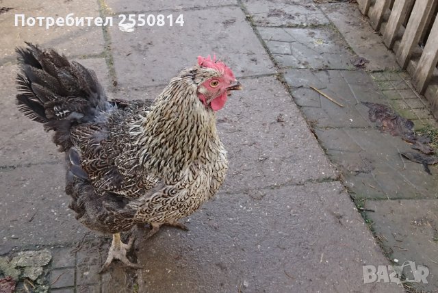 Оплодени яйца от породисти Катунски кокошки, снимка 11 - Кокошки и пуйки - 27672918