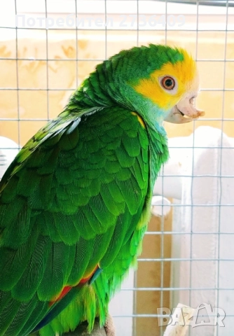 Жълтораменна амазона 