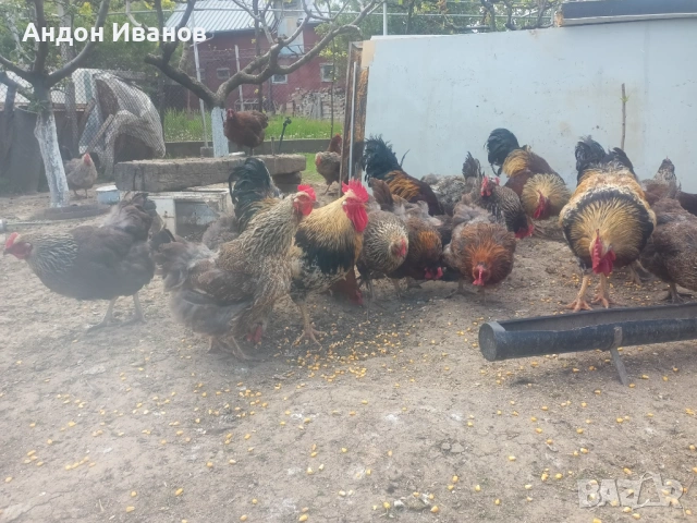 Разплодни яйца и малки пиленца от Катунски кокошки, снимка 7 - други­ - 54355709