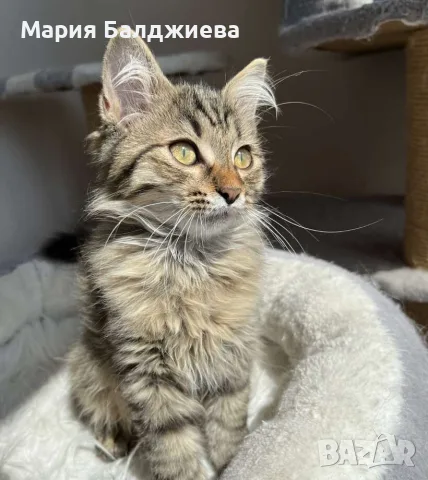 Търся да осиновя, снимка 2 - Други - 55008443