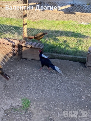 Седлати фазани