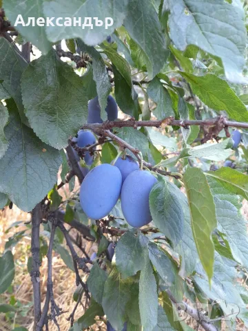 Сини сливи за ракия - сорт Стенлей, снимка 2 - Домашни продукти - 55815996
