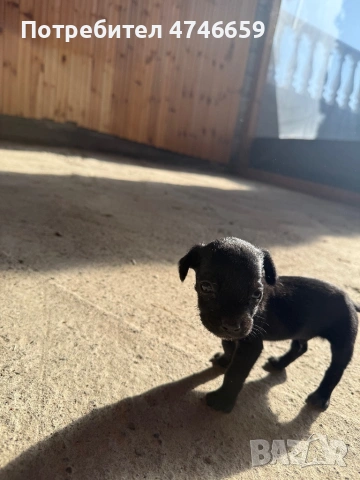 Породисти мъжки пинчери., снимка 2 - Пинчер - 54320833