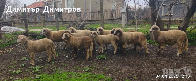 агнета , снимка 7 - Овце - 54095749