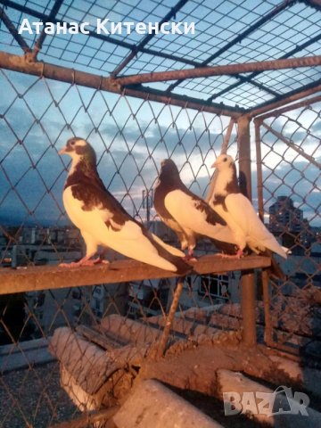 Гълъби високолетачи ПАЗАРДЖИШКИ!, снимка 3 - Гълъби - 30137742
