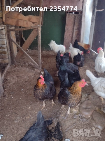 кокошки, снимка 4 - Кокошки и пуйки - 51794053