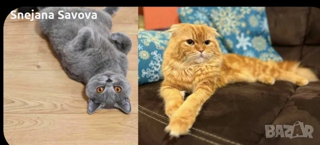 Прекрасни Шотландски Клепоухи котенца (Scottish Fold), снимка 12 - Други - 56071434